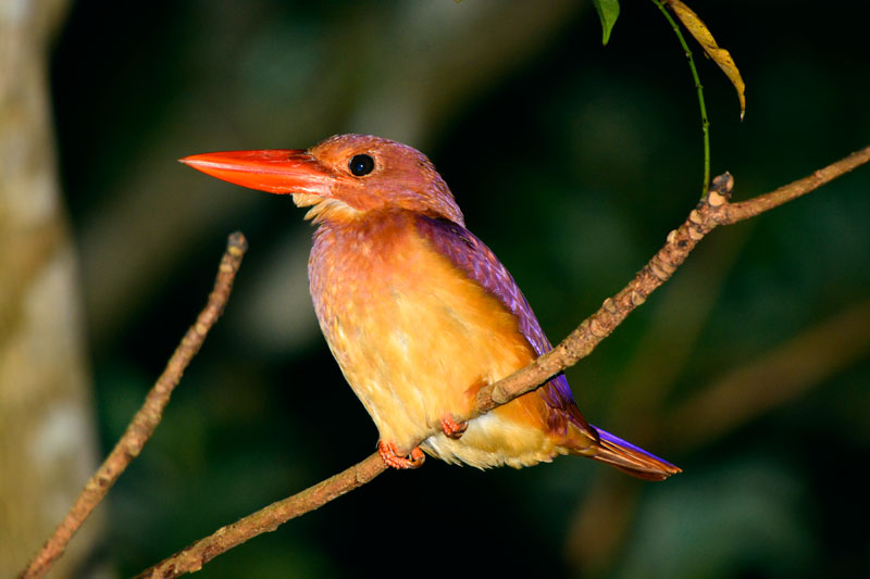 リュウキュウアカショウビン