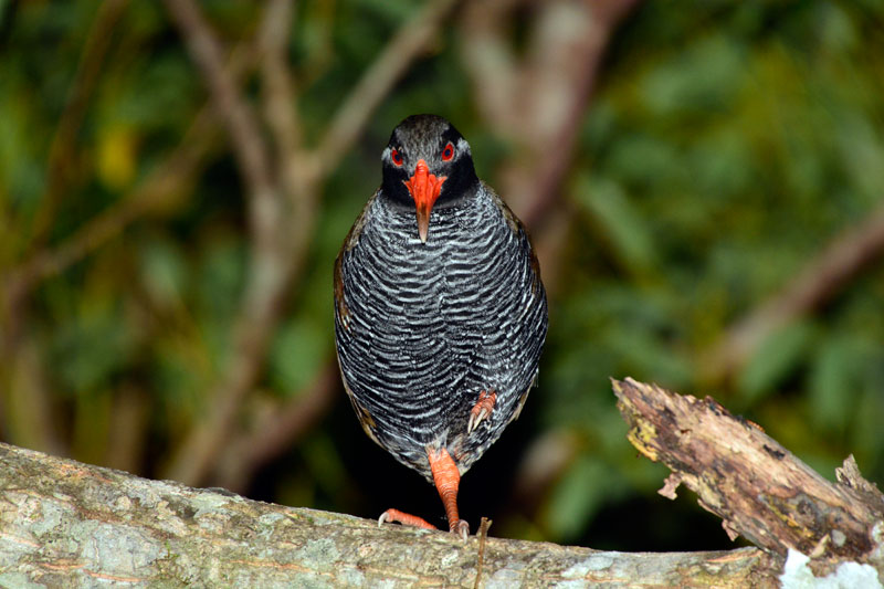 ヤンバルクイナ