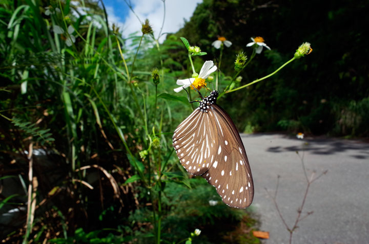 ツマムラサキマダラ雌