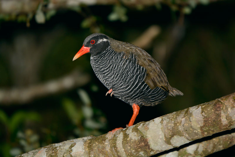 ヤンバルクイナ