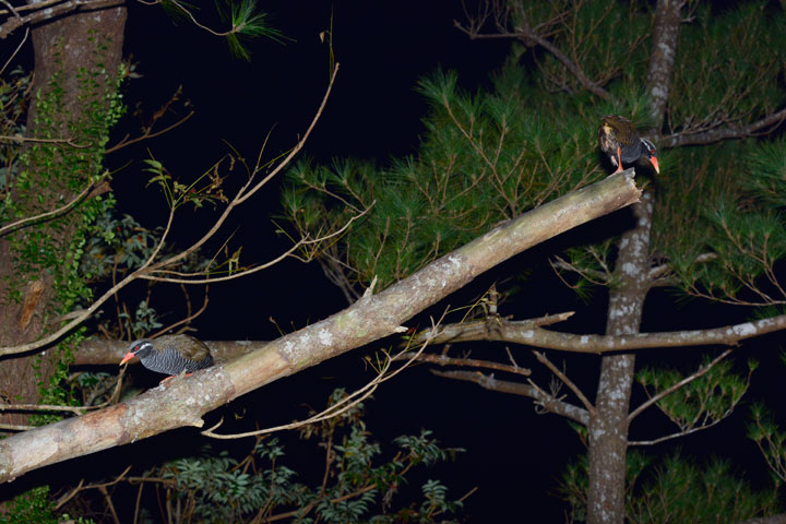 ヤンバルクイナ・ペア
