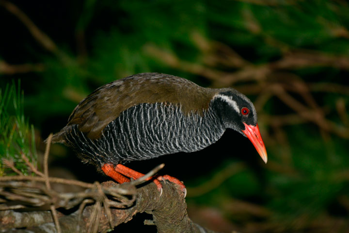 ヤンバルクイナ