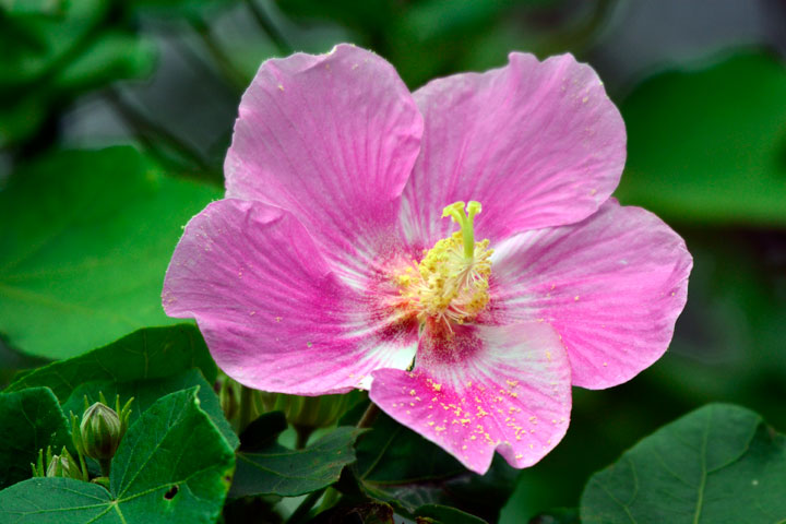 サキシマフヨウ