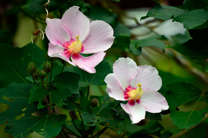 サキシマフヨウ