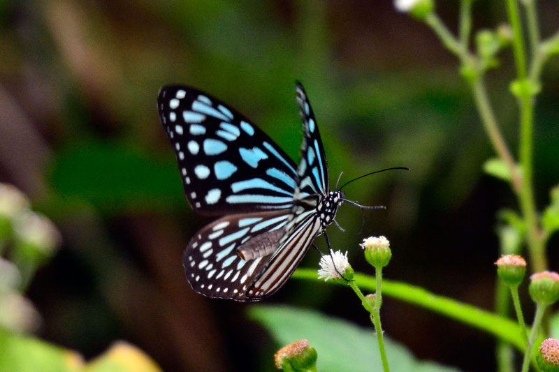 リュウキュウアサギマダラ