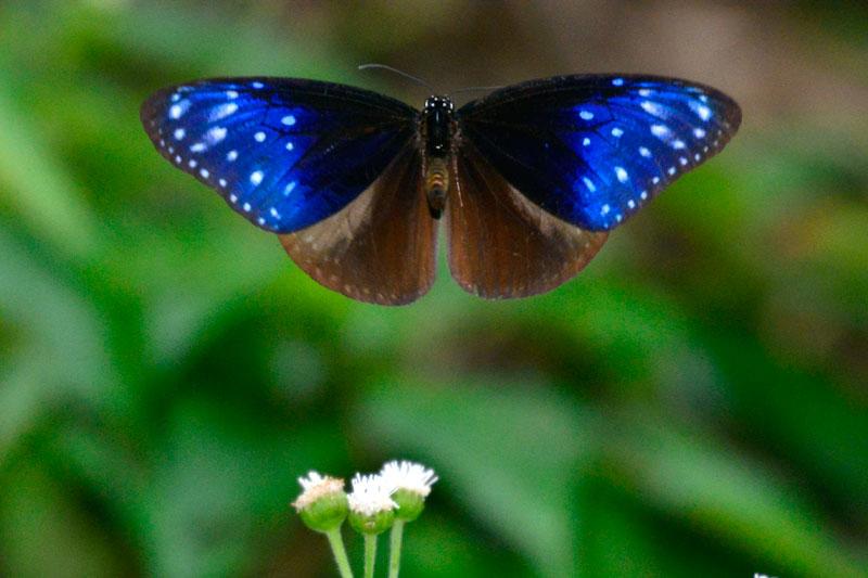 ツマムラサキマダラ雄