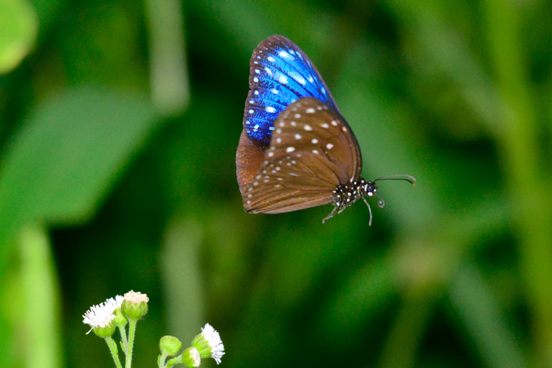 ツマムラサキマダラ雄