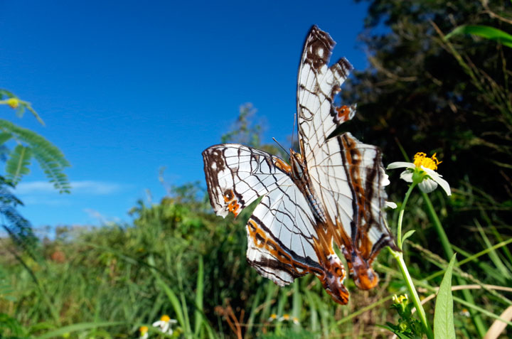 イシガケチョウ