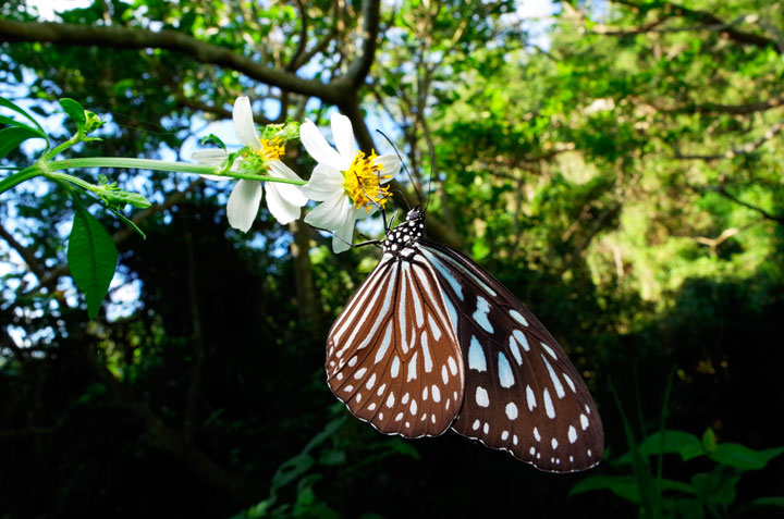 リュウキュウアサギマダラ