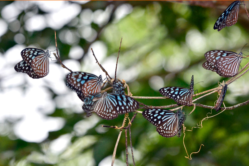 リュウキュウアサギマダラ成虫集団