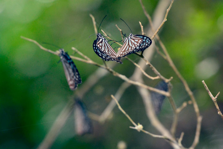 リュウキュウアサギマダラ成虫集団