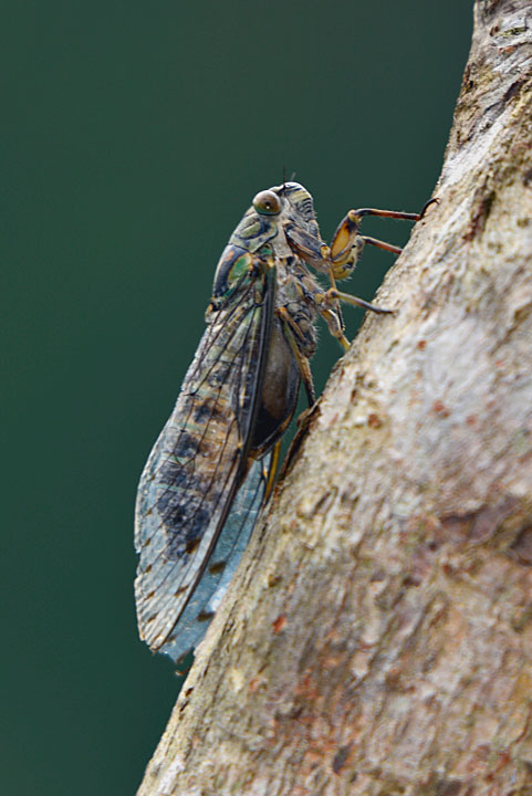 クロイワツクツク