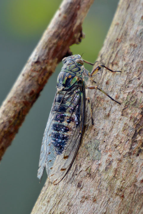 クロイワツクツク