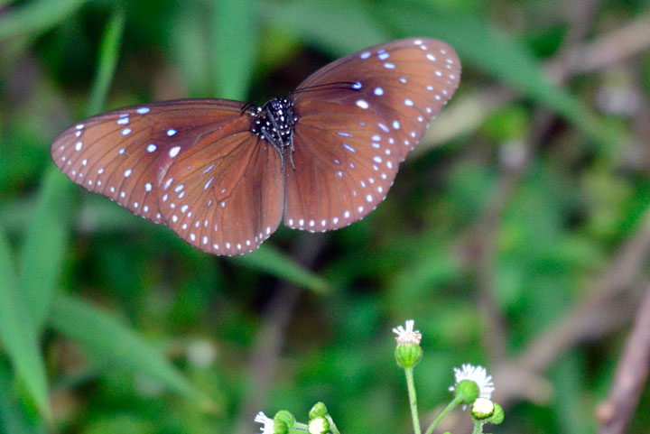 ツマムラサキマダラ雄