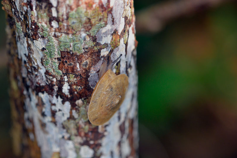 イヘヤカサマイマイ