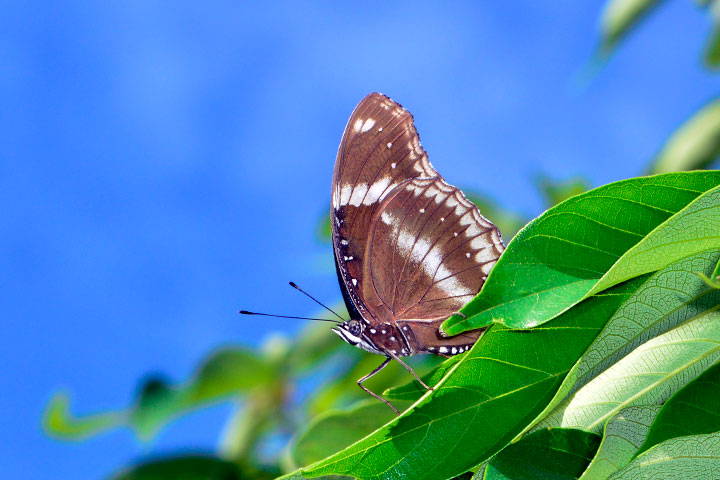 リュウキュウムラサキ