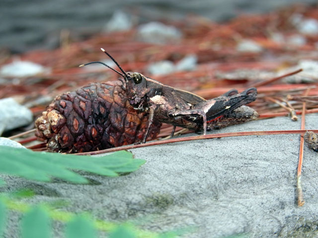 オキナワモリバッタ