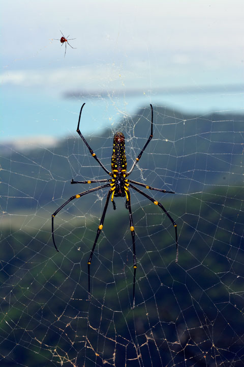 オオジョロウグモ雌