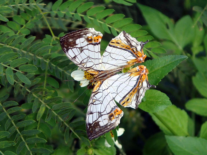 イシガケチョウ