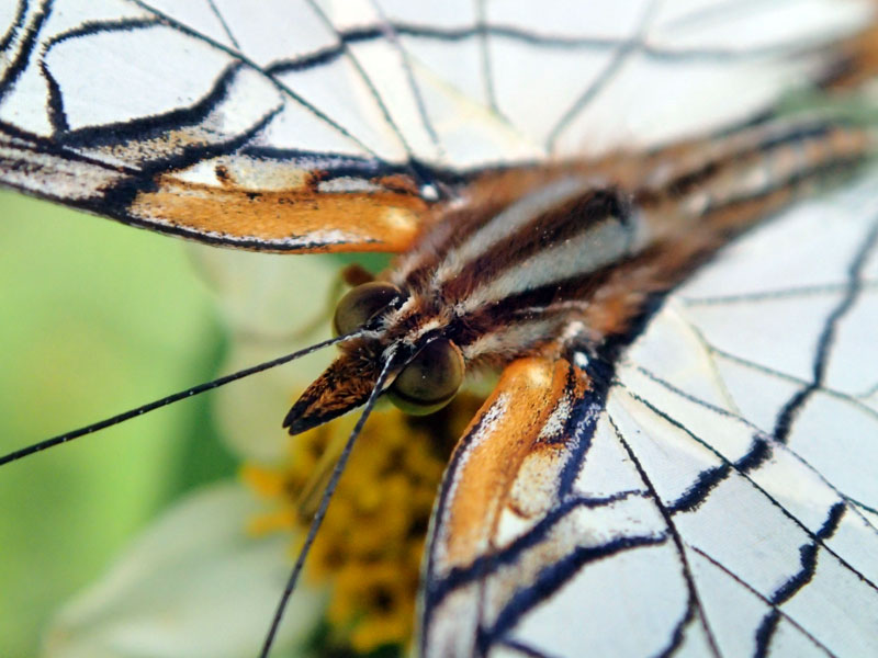 イシガケチョウ