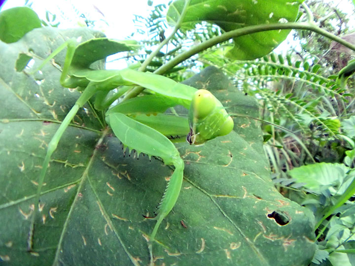 ハラビロカマキリ幼虫