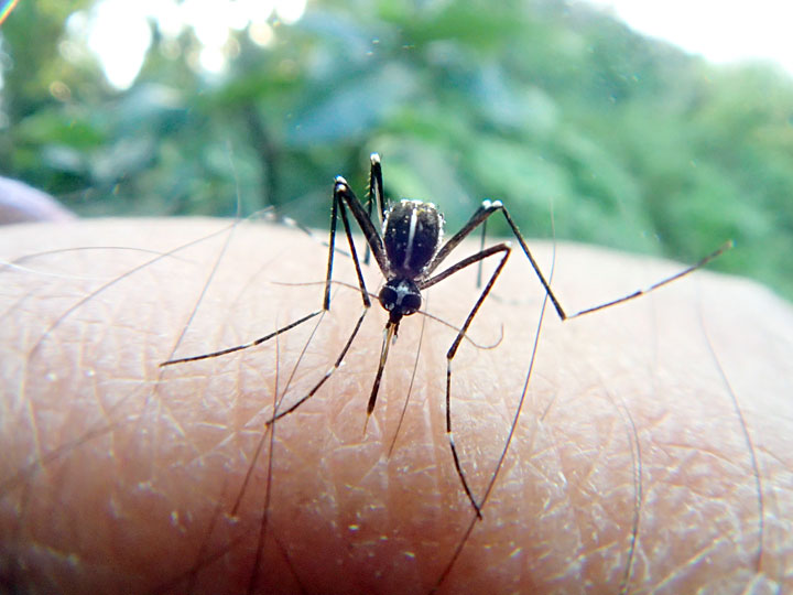 ヒトスジシマカ