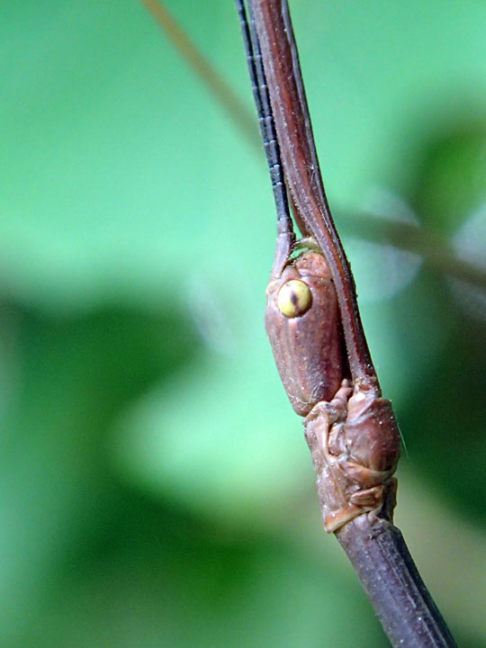 アマミナナフシ雌