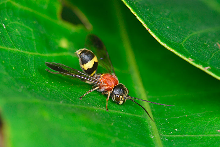 キスジセアカカギバラバチ
