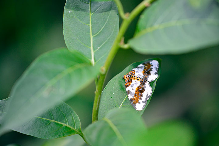 ユウマダラエダシャク