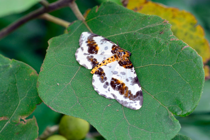 ユウマダラエダシャク