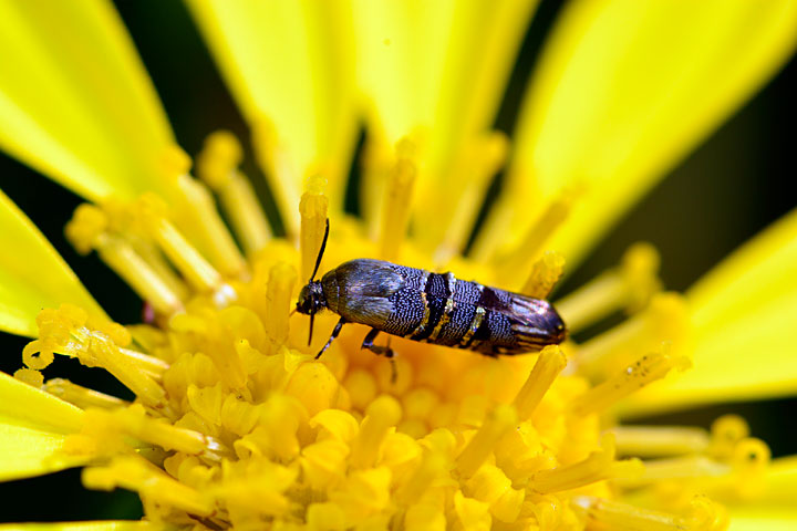 ニシキヒロハマキモドキ