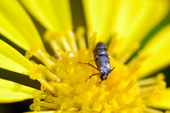 ニシキヒロハマキモドキ