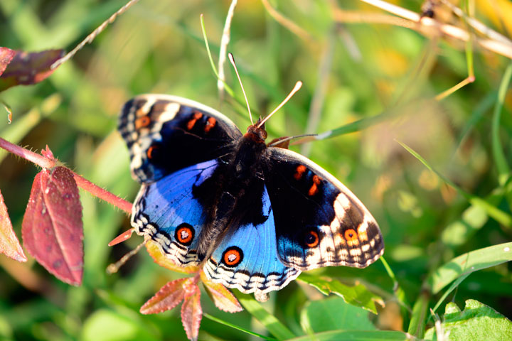 アオタテハモドキ雄