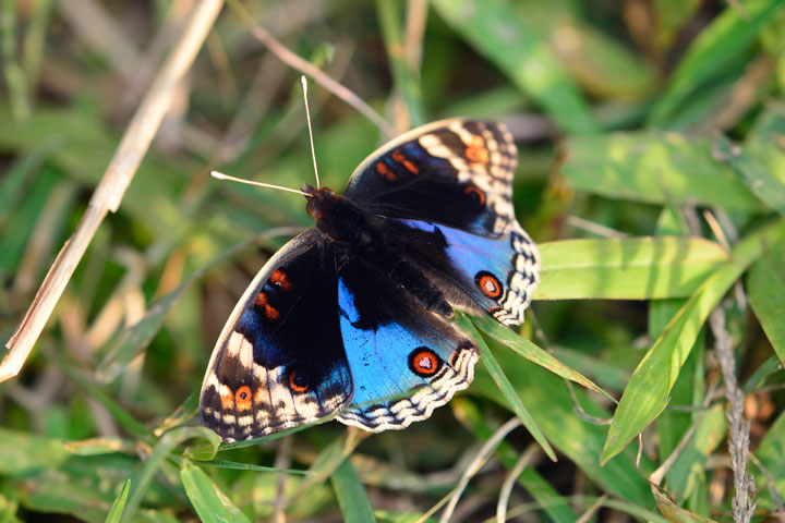 アオタテハモドキ雄