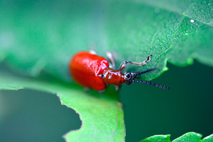 オキナワクビナガハムシ