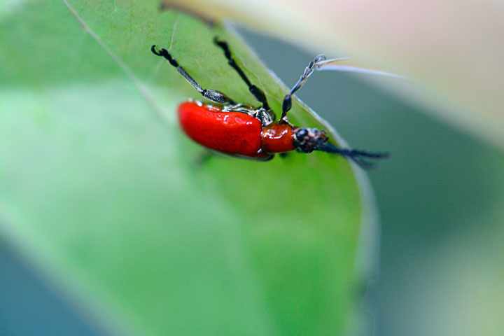 オキナワクビナガハムシ