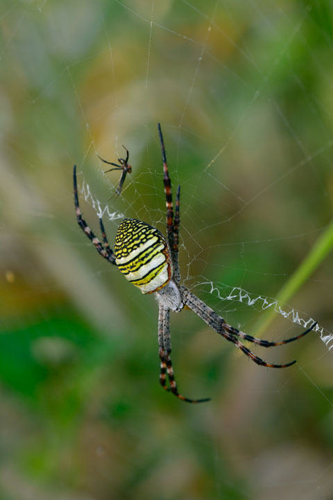 ナガマルコガネグモ