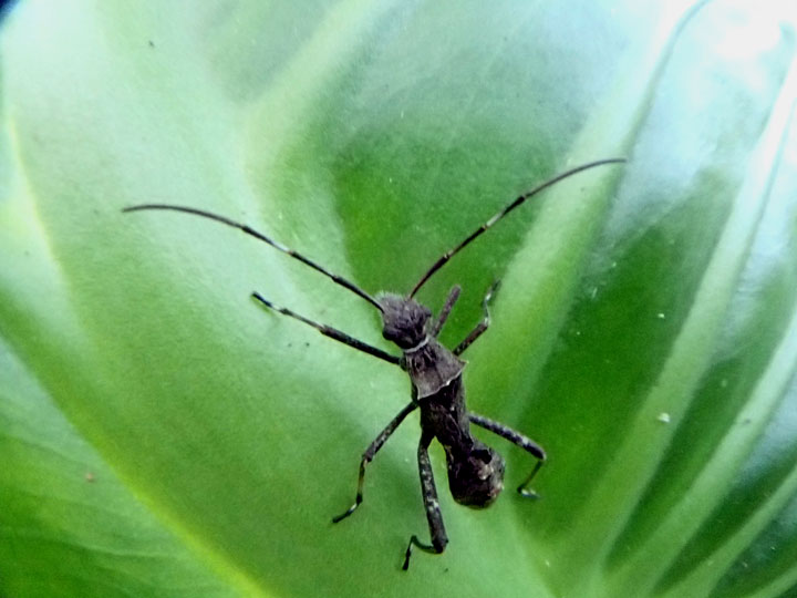 キスジホソヘリカメムシ幼虫