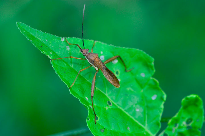 キスジホソヘリカメムシ成虫