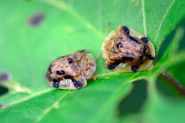 ヨツモンカメノコハムシ