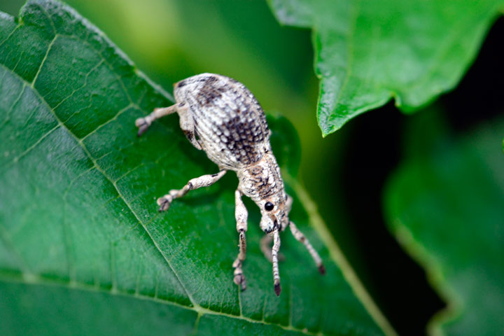 オキナワクワゾウムシ