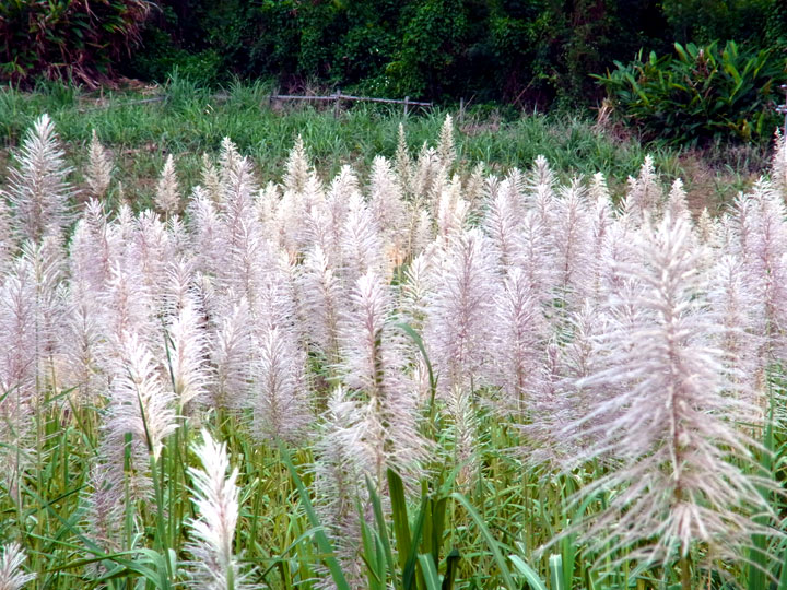 サトウキビ花穂