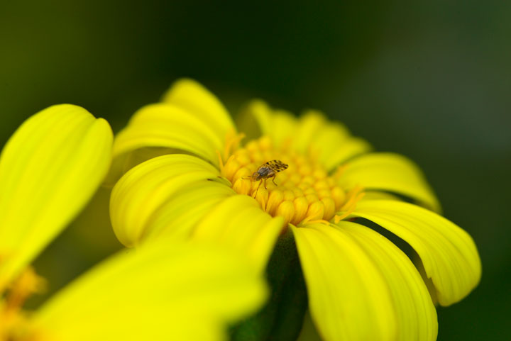 センダングサミバエ