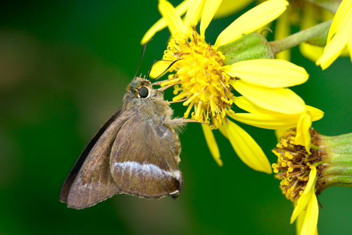 オキナワビロードセセリ