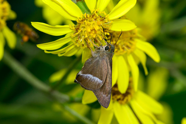 オキナワビロードセセリ