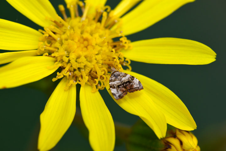 ハマキモドキの一種