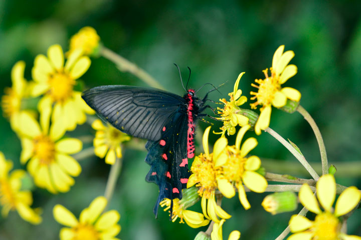 ジャコウアゲハ