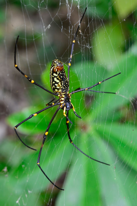 オオジョロウグモ