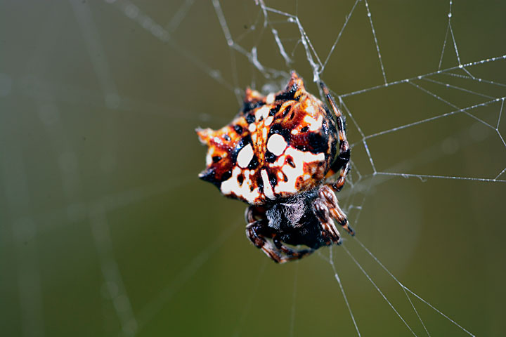 チブサトゲグモ