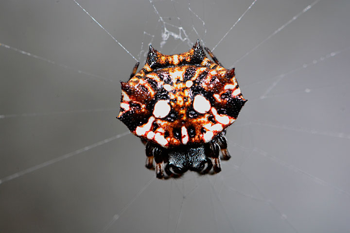 チブサトゲグモ